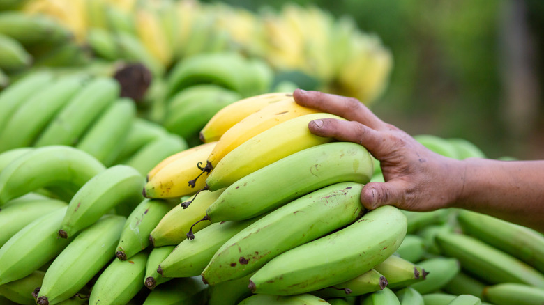 4 طرق لاستخدام الموز الأخضر الذي لن ينضج