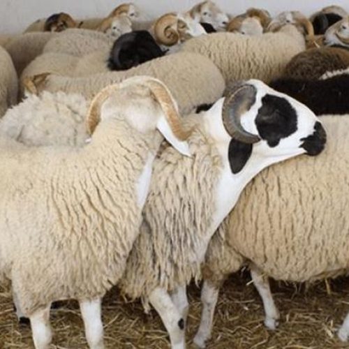 رسميا إلغاء شعيرة الأضحية في المغرب هذا العام