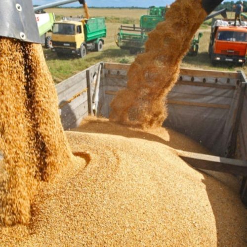 المغرب يعزز وارداته من القمح الروسي وسط تراجع الإنتاج المحلي
