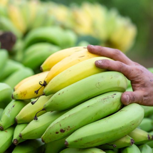 4 طرق لاستخدام الموز الأخضر الذي لن ينضج