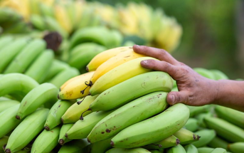 4 طرق لاستخدام الموز الأخضر الذي لن ينضج