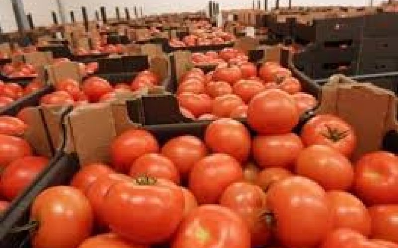 المغرب يزيح إسبانيا من صدارة صادرات الطماطم الأوروبية لأول مرة في تاريخه