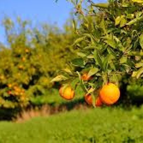 7 سنوات من الجفاف تعصف بـ 37 ألف هكتار من حمضيات المغرب