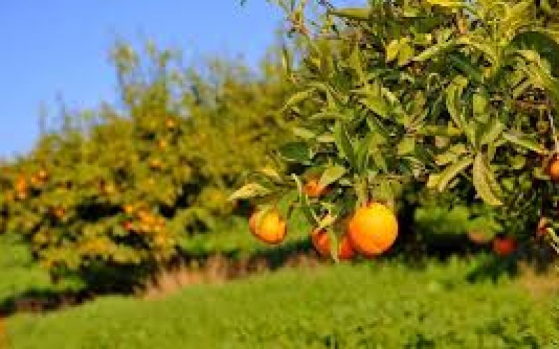 7 سنوات من الجفاف تعصف بـ 37 ألف هكتار من حمضيات المغرب
