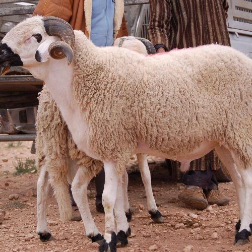 الحكومة تكشف عن ارقام جديدة حول دعم استيراد الأغنام